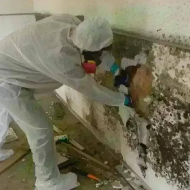 Mold Remediation and Removal in Bajandas, PR